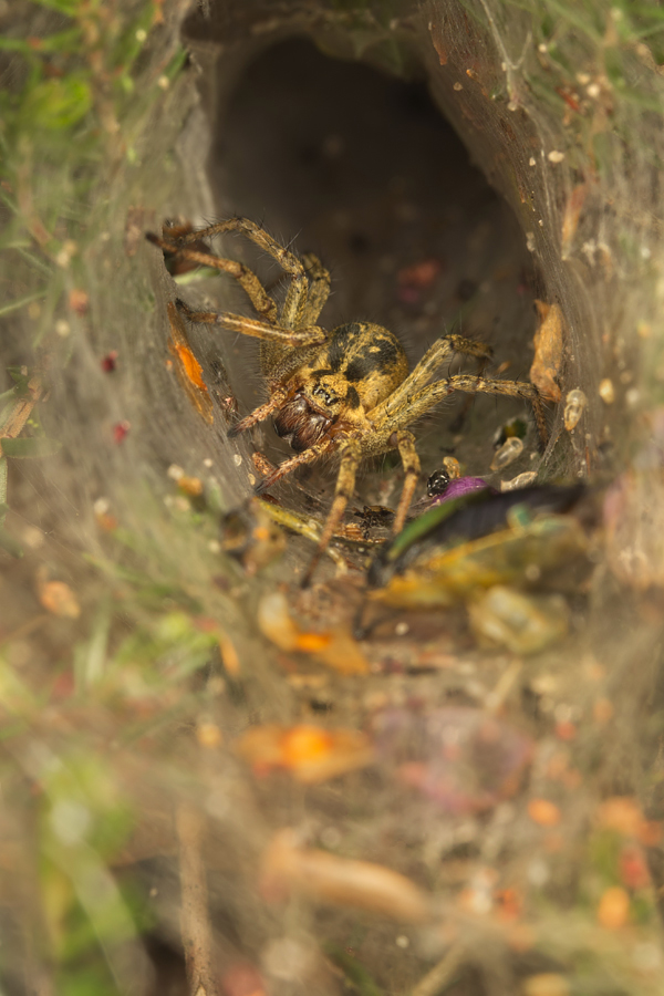 Labyrinth Spider in web